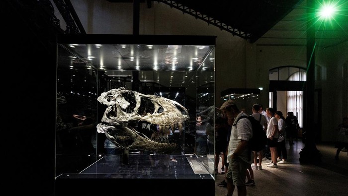 Begini Besarnya Tengkorak Kepala Tyrannosaurus Visitors look at the skull of Tyrannosaurus Rex Tristan Otto, one of the most complete specimens worldwide, during the exhibition 'Dinosaurs! Age of the Giant Lizards' at the Museum for Nature in Berlin, Germany August 23, 2022. REUTERS/Lisi Niesner