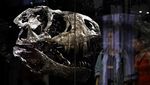 Begini Besarnya Tengkorak Kepala T-Rex, Ganas dan Buas