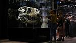 Begini Besarnya Tengkorak Kepala T-Rex, Ganas dan Buas