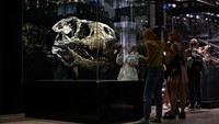 Tengkorak Tyrannosaurus Rex (T-Rex) Tristan Otto salah satu yang menarik perhatian pengunjung. T-Rex merupakan dinosaurus pemangsa.