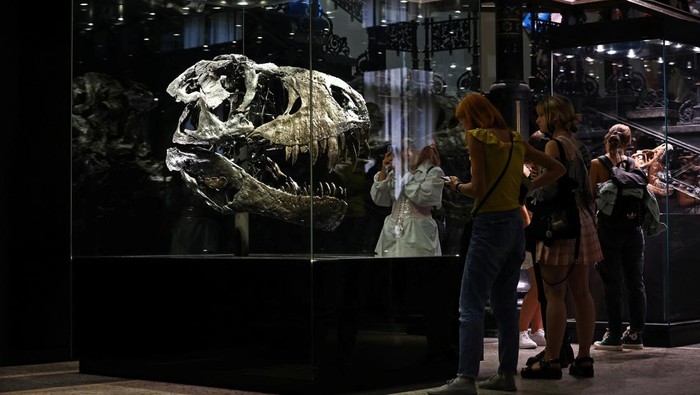 Begini Besarnya Tengkorak Kepala Tyrannosaurus Visitors look at the skull of Tyrannosaurus Rex Tristan Otto, one of the most complete specimens worldwide, during the exhibition 'Dinosaurs! Age of the Giant Lizards' at the Museum for Nature in Berlin, Germany August 23, 2022. REUTERS/Lisi Niesner