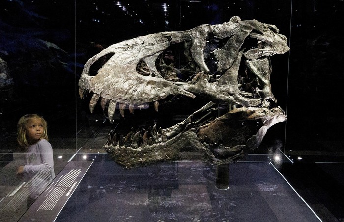 Visitors look at the skull of Tyrannosaurus Rex Tristan Otto, one of the most complete specimens worldwide, during the exhibition Dinosaurs! Age of the Giant Lizards at the Museum for Nature in Berlin, Germany August 23, 2022. REUTERS/Lisi Niesner