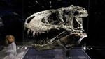 Begini Besarnya Tengkorak Kepala T-Rex, Ganas dan Buas