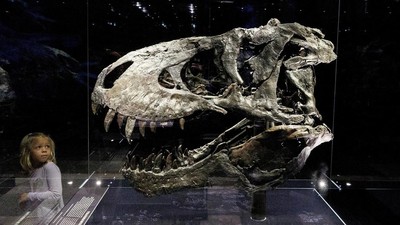 Begini Besarnya Tengkorak Kepala T-Rex, Ganas dan Buas
