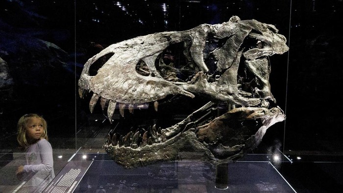 Begini Besarnya Tengkorak Kepala Tyrannosaurus Visitors look at the skull of Tyrannosaurus Rex Tristan Otto, one of the most complete specimens worldwide, during the exhibition 'Dinosaurs! Age of the Giant Lizards' at the Museum for Nature in Berlin, Germany August 23, 2022. REUTERS/Lisi Niesner