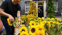 Para pekerja menghias pintu Downing Street No.10 dengan bunga matahari, lavender dan hidrangea, Selasa (23/8/2022). Pintu tersebut merupakan kediaman dan kantor resmi PM Inggris.