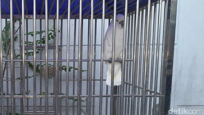 Burung kakatua jambul kuning yang disita dari rumah Apin BK.