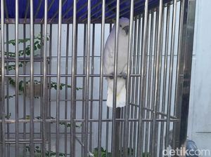 Geledah Rumah Mewah Apin BK, Polisi Sita Burung Kakatua Jambul Kuning