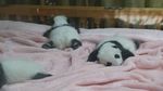 Gemasnya Bayi Panda di China, Beneran Mirip Boneka