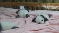 Bayi panda raksasa ini ditidurkan beralas kain yang lembut. Kini Chengdu Research Base of Giant Panda Breeding memiliki banyak bayi giant panda yang baru lahir.