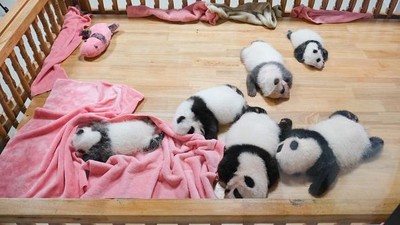 Gemasnya Bayi Panda di China, Beneran Mirip Boneka
