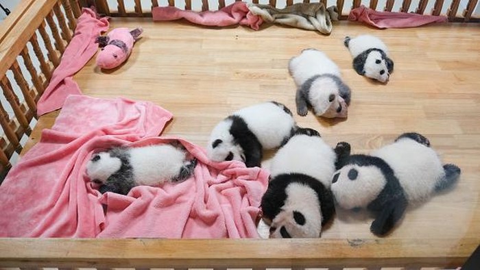 Gemasnya Bayi Panda di China Mirip Boneka CHENGDU, CHINA - AUGUST 23: Giant panda cubs are seen at Chengdu Research Base of Giant Panda Breeding on August 23, 2022 in Chengdu, Sichuan Province of China. (Photo by VCG/VCG via Getty Images)