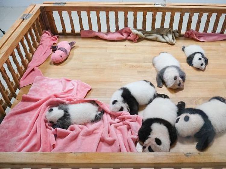 Gemasnya Bayi Panda di China, Beneran Mirip Boneka