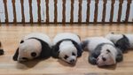 Gemasnya Bayi Panda di China, Beneran Mirip Boneka