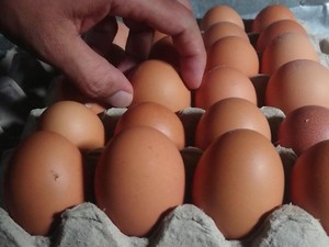 Harga Telur Tembus di Atas Rp 30.000/Kg, Badan Pangan Lakukan Ini