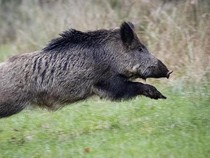 Babi Hutan Mengamuk di Padang Pariaman, Serang-Lukai 2 Warga