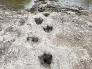 Jejak Dinosaurus 113 Juta Tahun Muncul di Sungai yang Mengering