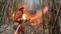 Api cepat membakar pohon bambu maupun pohon lain di pegunungan itu. Dedaunan kering paling mudah tersulut menjadi api. Kebakaran hutan dipicu oleh gelombang panas dan paling mudah berkobar di distrik Dazu.