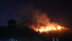 Hutan Perhutani di Situbondo Terbakar