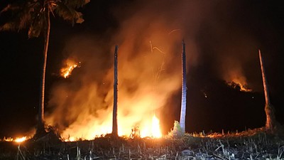 Hutan Perhutani di Situbondo Terbakar