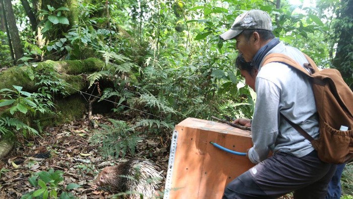Pelepasliaran landak jawa di TN Gunung Merapi.