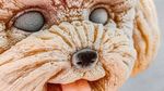 Persis Aslinya! 10 Es Krim Bentuk Anjing Poodle dan Bulldog di Taiwan