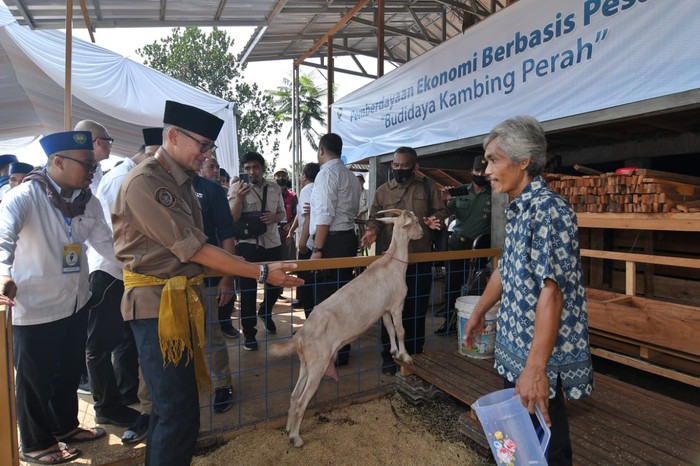 Sandiaga Beri Bantuan Bibit Kambing