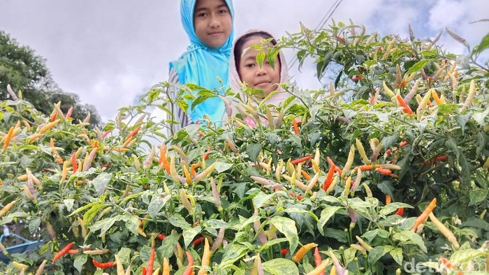 Varietas lokal cabai Salo Dua (S2) asal Kabupaten Enrekang