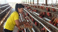 Pekerja memanen terlur ayam di Ngeden, Ampel, Boyolali, Jawa Tengah, Kamis (25/8/2022). Kementerian Perdagangan menyampaikan kenaikan harga telur ayam dari Rp 30.900 per kilogram menjadi Rp 32.000 per kilogram ini dipicu oleh dampak musiman. (Jarot Nugroho/AntaraFoto).