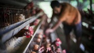 Harga Telur Turun, Kemendag: Produksi Peternak Mulai Normal