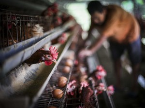 Daging Ayam Mahal Gegara Pakan, Mendag Ogah Impor Jagung