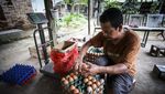 Begini Suasana Peternakan Ayam Saat Harga Telur Terus Naik
