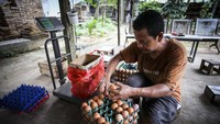 Peternak mengemas telur siap jual ke wadah yang disiapkan. Kenaikan harga telur ini dipicu oleh dampak musiman. (Rivan Awal Lingga/AntaraFoto)