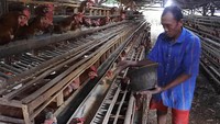 Seorang peternak memberi pakan ayam petelur dengan jagung dan bekatul di Desa Talkandang, Situbondo, Jawa Timur, Rabu (24/8/2022). (Seno/AntaraFoto).