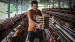Begini Suasana Peternakan Ayam Saat Harga Telur Terus Naik