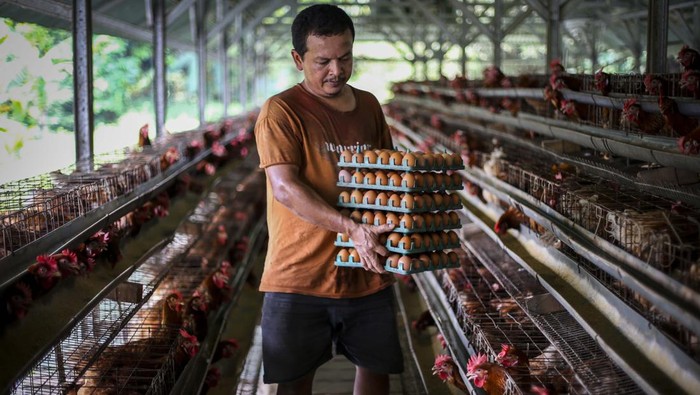 Begini Suasana Peternakan Telur Ayam Saat Harganya yang Terus Naik Harga telur ayam terus naik. DI sejumlah peritel, telur dijual dari Rp 30.000 menjadi Rp 33.000. Bagaimana peternak mengantisipasi kenaikan ini? Lihat kesibukannya.