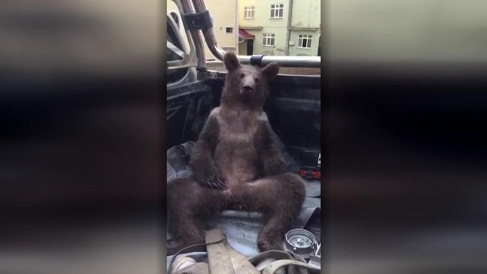 Beruang teler madu gila