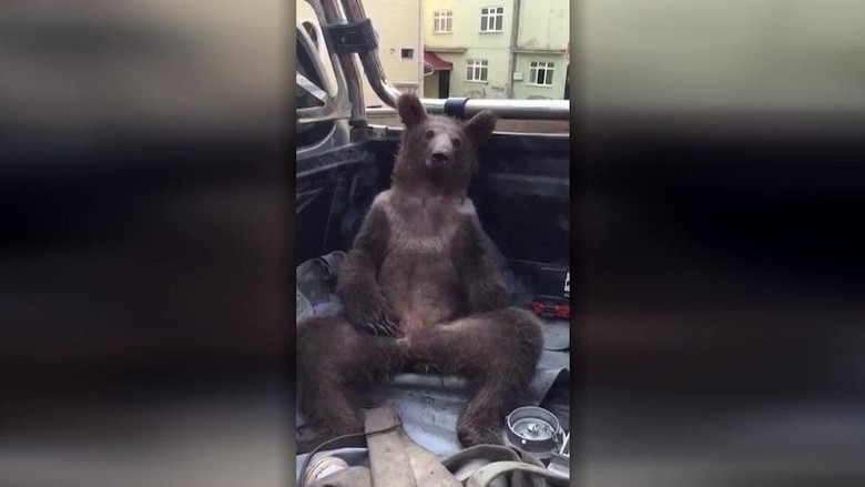 Beruang teler madu gila Beruang teler madu gila