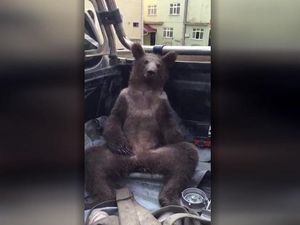 Seekor Beruang Diselamatkan Setelah Teler Madu Gila
