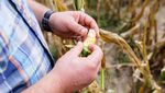 Petani Jagung-Bunga Matahari Gagal Panen Imbas Cuaca Panas