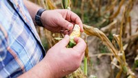 Bentuk jagung yang dihasilkan sangat berubah drastis, yaitu lebih kecil.