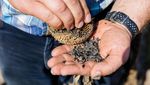 Petani Jagung-Bunga Matahari Gagal Panen Imbas Cuaca Panas