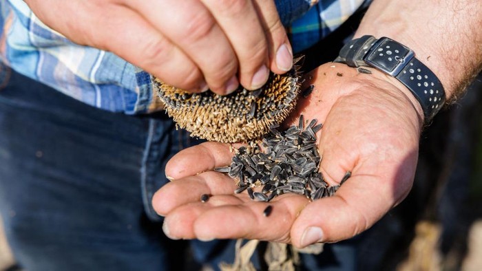 Bunga Matahari-Jagung Mati Dihantam Gelombang Panas, Petani Gagal Panen KEMLITZ, GERMANY - AUGUST 24: Farmer Heiko Terno stands in a withered and dried up sunflower field on August 24, 2022 near Kemlitz, Germany. Germany has been struggling with a summer drought that has affected crops across much of the country. (Photo by Jens Schlueter/Getty Images)