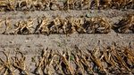 Petani Jagung-Bunga Matahari Gagal Panen Imbas Cuaca Panas