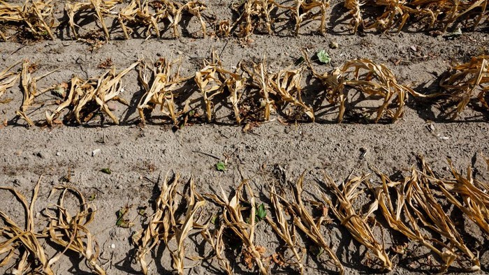 Bunga Matahari-Jagung Mati Dihantam Gelombang Panas, Petani Gagal Panen KEMLITZ, GERMANY - AUGUST 24: Farmer Heiko Terno stands in a withered and dried up sunflower field on August 24, 2022 near Kemlitz, Germany. Germany has been struggling with a summer drought that has affected crops across much of the country. (Photo by Jens Schlueter/Getty Images)