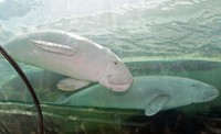 Dugong