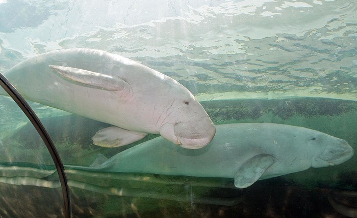 Dugong
