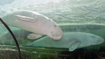 Dikenal sebagai raksasa laut yang ramah, dugong yang geraknya lambat dan rileks terus berkurang jumlahnya karena perburuan dan insiden yang terkait dengan aktivitas manusia. Foto: Getty Images