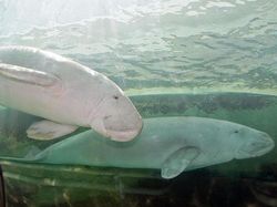 Dugong, Hewan Baik Hati yang Kian Malang Nasibnya