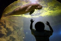 Dugong
